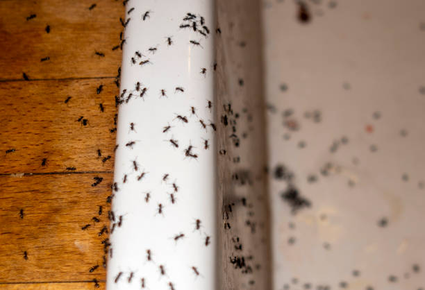 Spider Control Near Me in Richwood, NJ